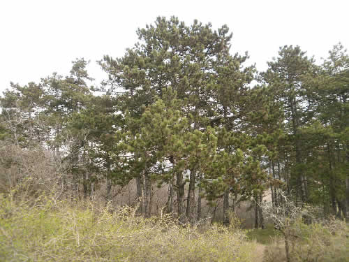 fti_somly_004 fti_somly_004