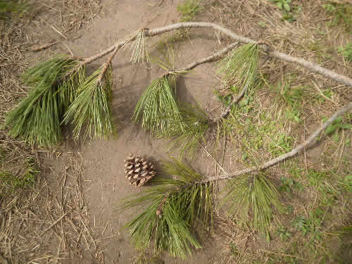 fti_somly_006 fti_somly_006