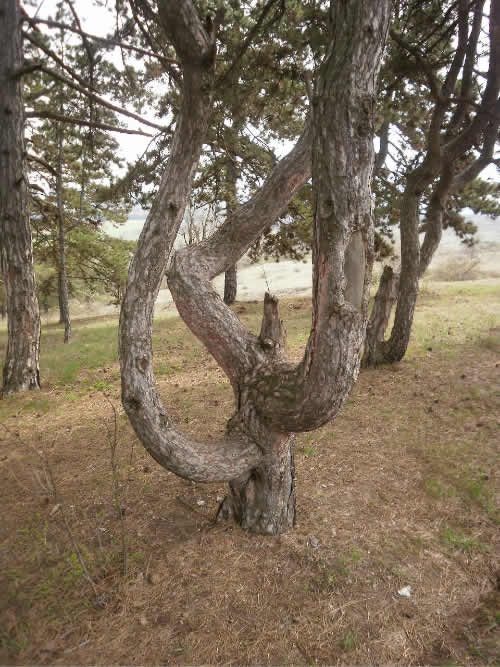 fti_somly_008 fti_somly_008