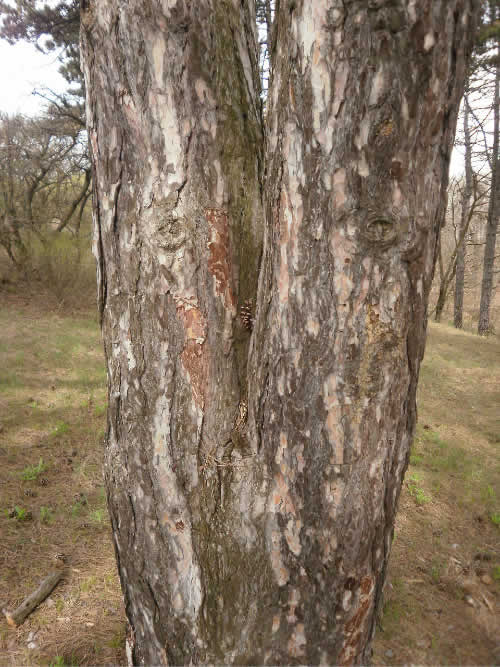 fti_somly_010 fti_somly_010