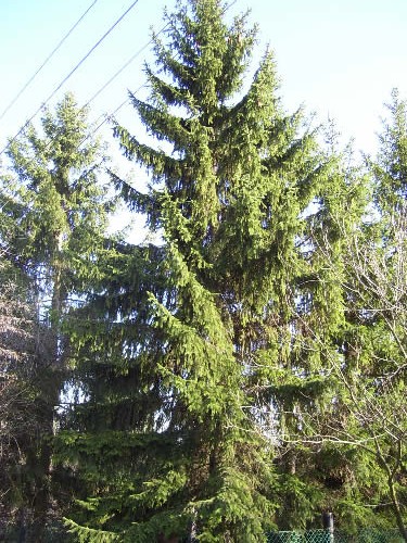 100_4571.jpg 100_4571.jpg